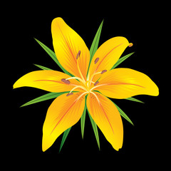 Obraz premium Orange tiger lily on black background