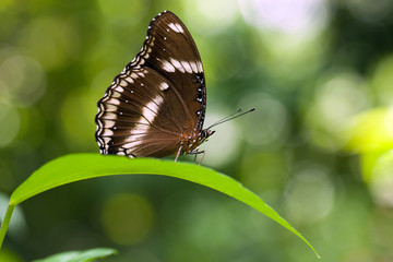 butterfly Hypolimnas bolina
