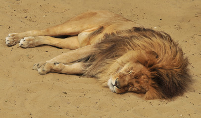 Sieste du lion