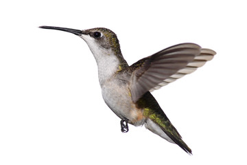 Isolated Ruby-throated Hummingbird © Steve Byland