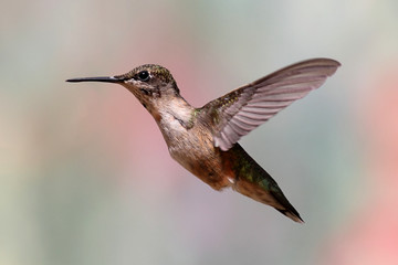 Fototapeta na wymiar Ruby-throated Hummingbird w locie