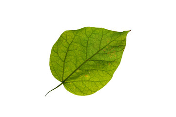 Leaf