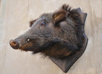 Wildschwein #100815-013