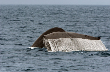 Baleine plongeant