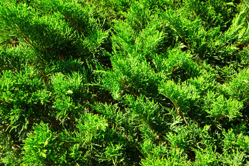 juicy green spring herb green fur branches for background
