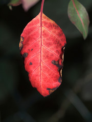 Herbstliches Blatt