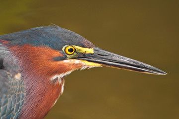 Green Heron bird.