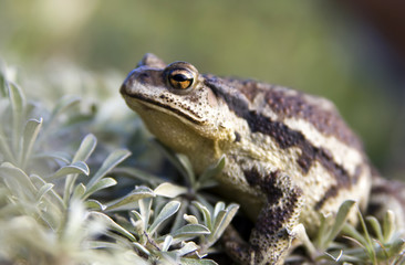 Toad cane Far East