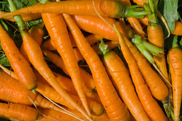 Carrot 2