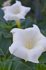 白いチョウセンアサガオ