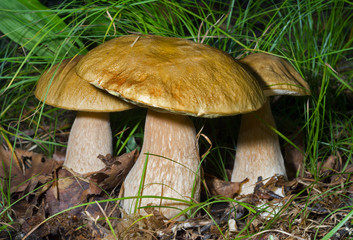 Fototapeta premium Mushrooms (Cape) 5