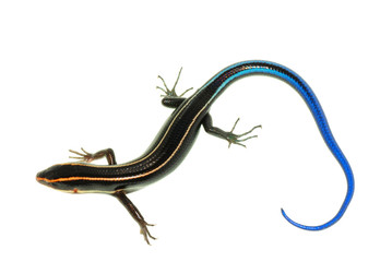 blue tail skink lizard
