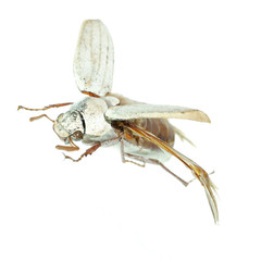 flying scarab beetle