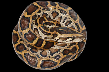 boa snake isolated