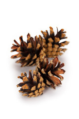 Pine cones isolated on white