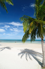 Palm on the white sand Beach