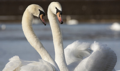 Fototapeta premium Swan couple