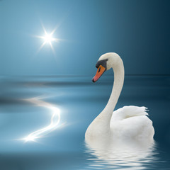 White swan and sunlight.