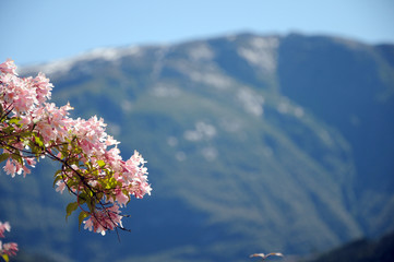Azaleas beside Hardangerfjord, Norway
