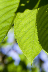 focus gros-plan sur feuille