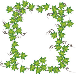 Green ivy  . Vector illustration