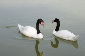 to black-necked swans