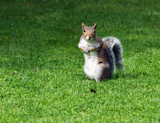 Squirrel