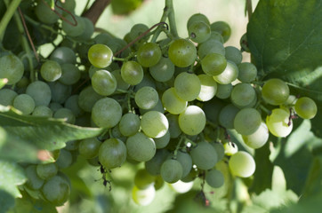 grapes