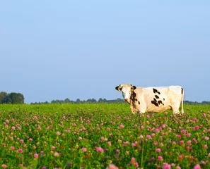 Fond de hotte en verre imprimé Vache cow in the meadow