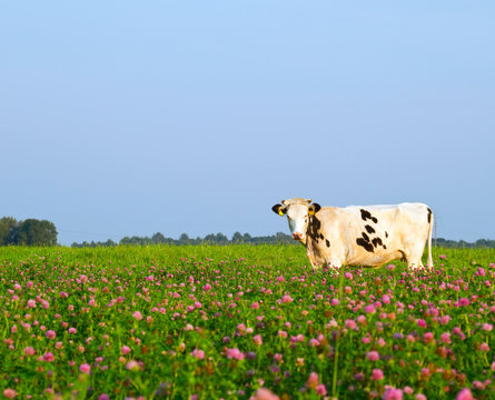 cow in the meadow