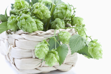 Hopfen