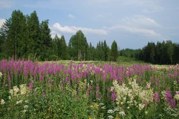 Crédence de cuisine en verre imprimé Scandinavie Wild lupins meadows, birch and coniferous forests of Central Fin