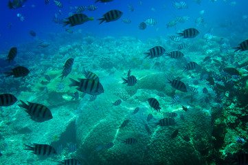 Fototapeta na wymiar Underwater landscape of Red sea.