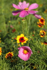 Blumenwiese nahaufnahme