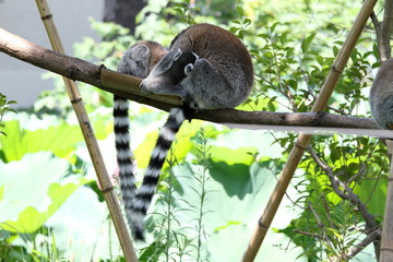 ワオキツネザル (東京・上野動物園)