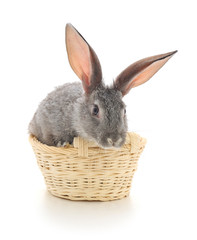 Little rabbit in a basket