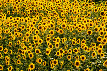 Поле подсолнухов