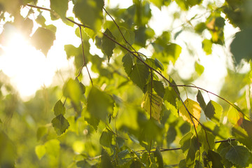 Birch leaves wallpaper