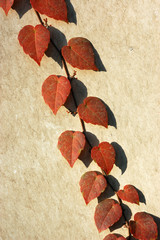 Virginia creeper branches on yellowish wall