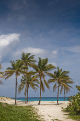 Fototapeta na wymiar Palms in Wind on a Sandy Beach
