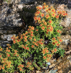 Steinbrech - saxifrage - Saxifraga aizoides