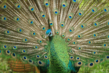 Fototapeta na wymiar colorful peacock
