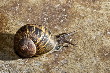 Closeup shot of a Garden Snail crawling on a cement floor.
