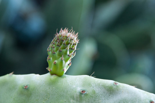 little cactus