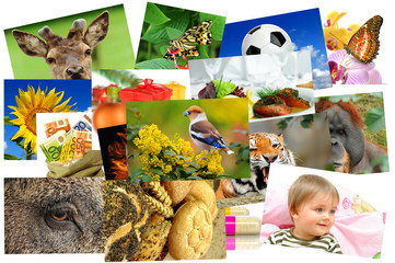 Obraz premium Fotogalerie 7
