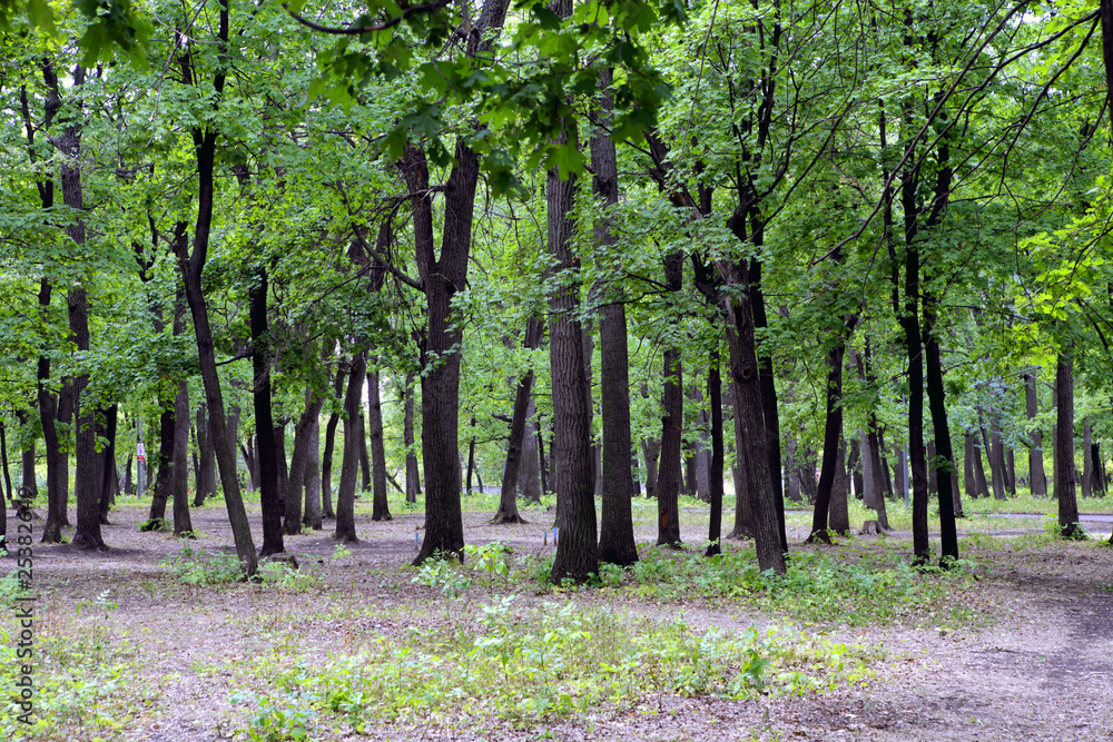 Wall mural wood trees in summer day