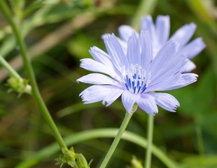 Flower of wild chicory