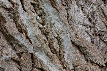 Tree bark texture