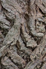 Tree bark texture