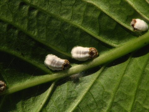 Cochenille (pulvinaria sp)